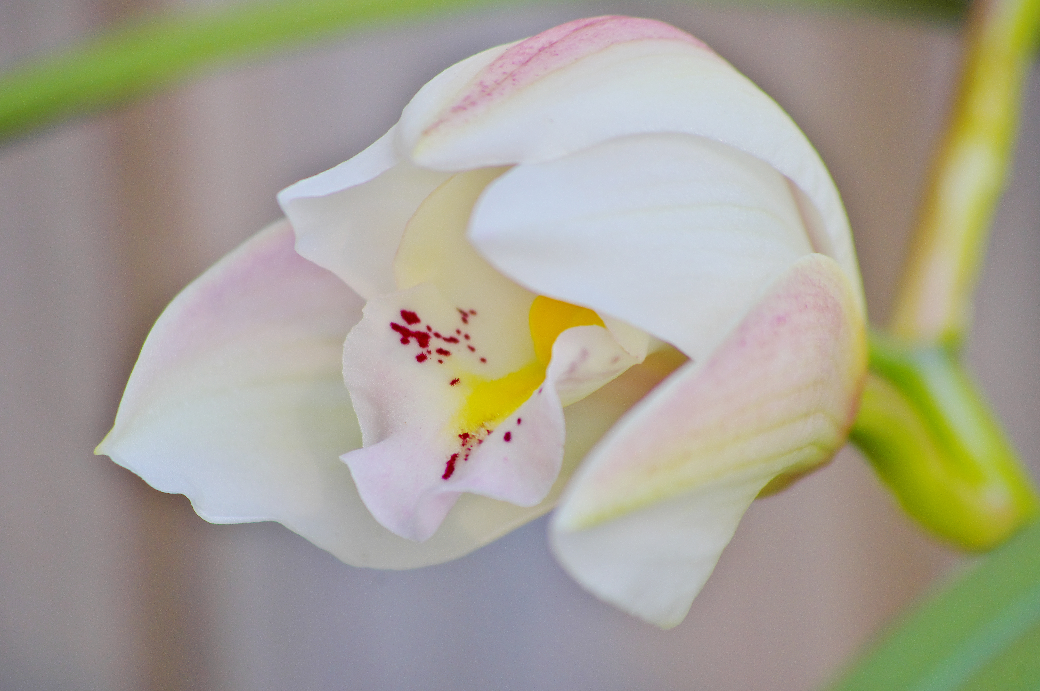 White Cymbidium