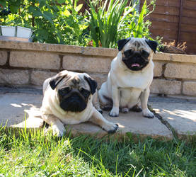 Pugs