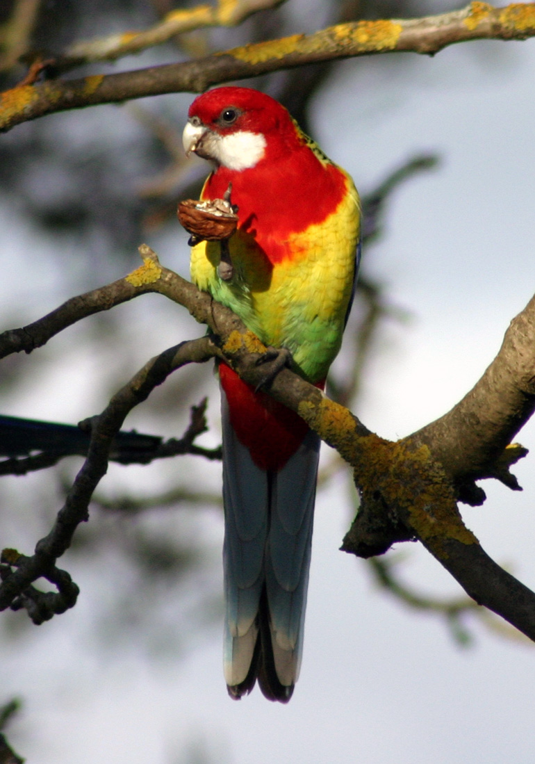 Rosella