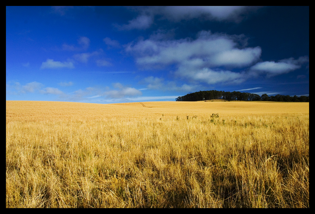 Golden Plains