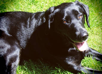 Abby the Black Lab