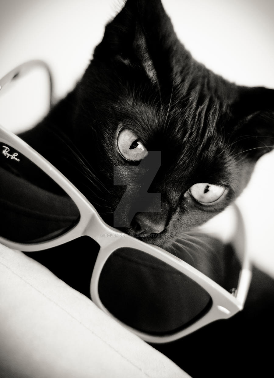 Cool Cat.