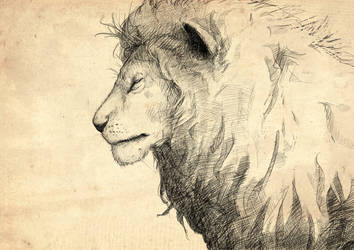 Sketch #58 Lion