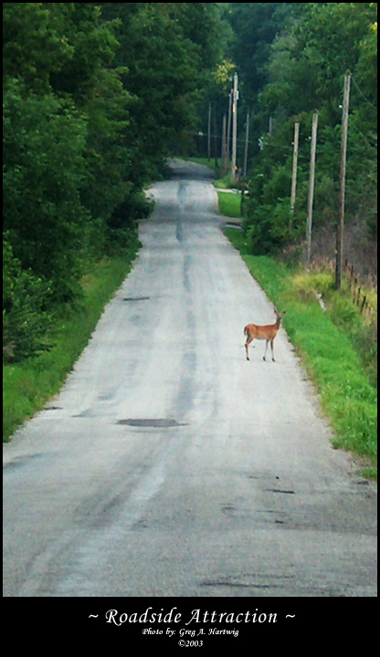 Roadside Attraction