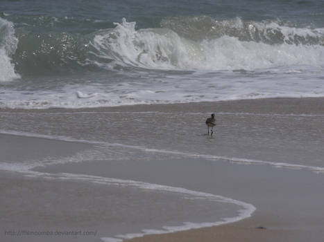 Bird On The Beach