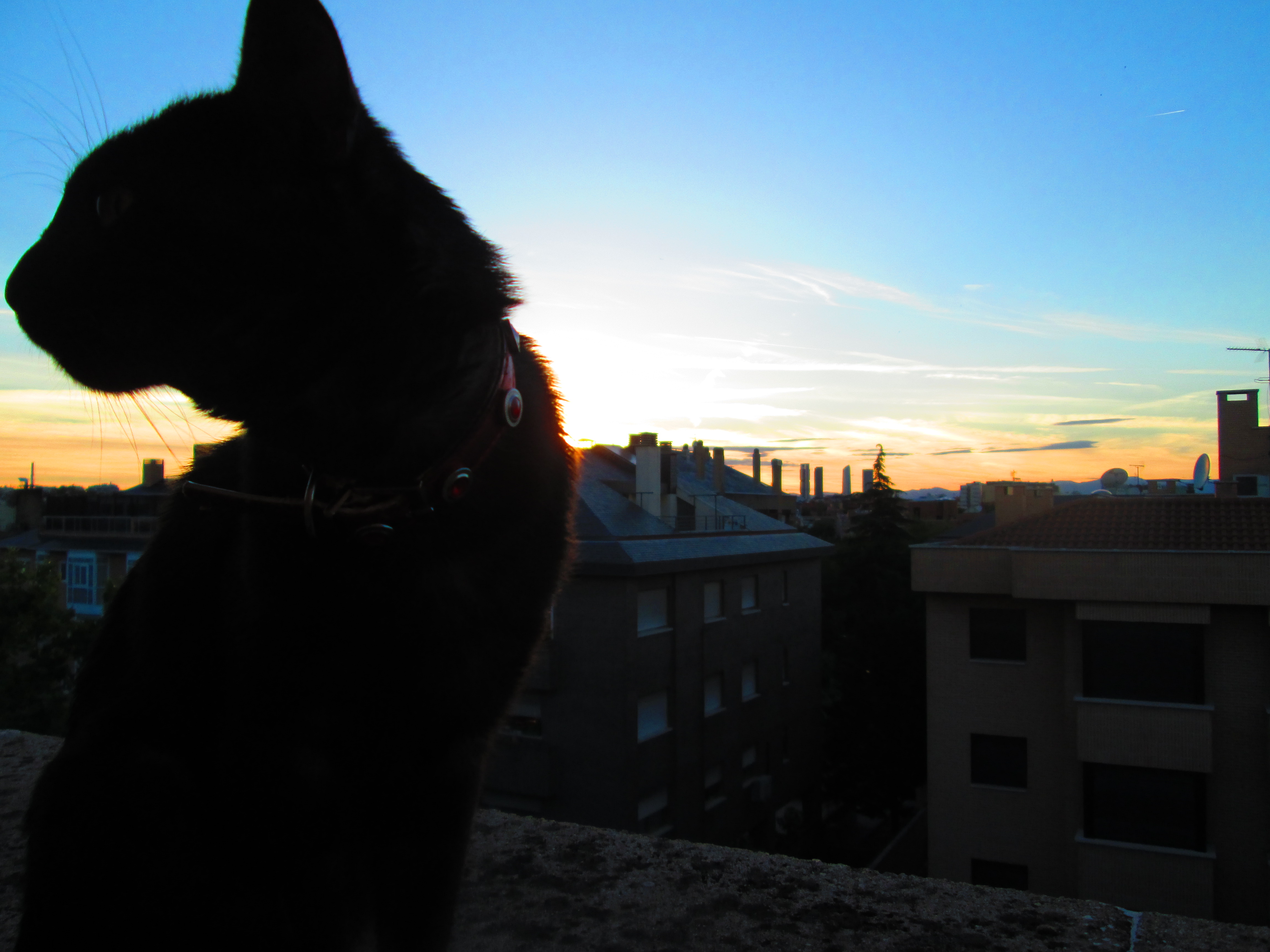 silhouette's cat -2