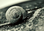 Snail by pkritiotis