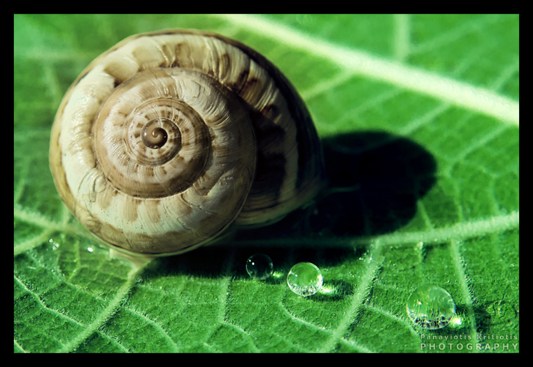 Leaf , Snail and Drops