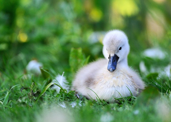 Baby Swan Signet By Madmegz On Deviantart Baby Swan Signet By Madmegz On Deviantart