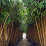 Road to Bamboo Heaven