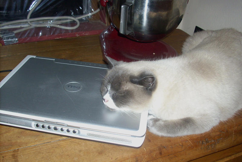 Computer Nap by Silver-nox on DeviantArt