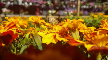 Skipper Butterfly Takes a Sip of Nectar