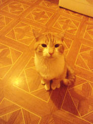 My Cat 2