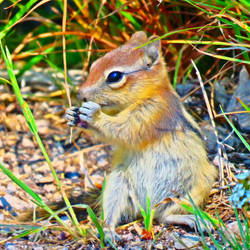 Ground Squirrel 