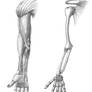 Arm muscle and skeletal
