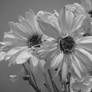 Black and white flowers