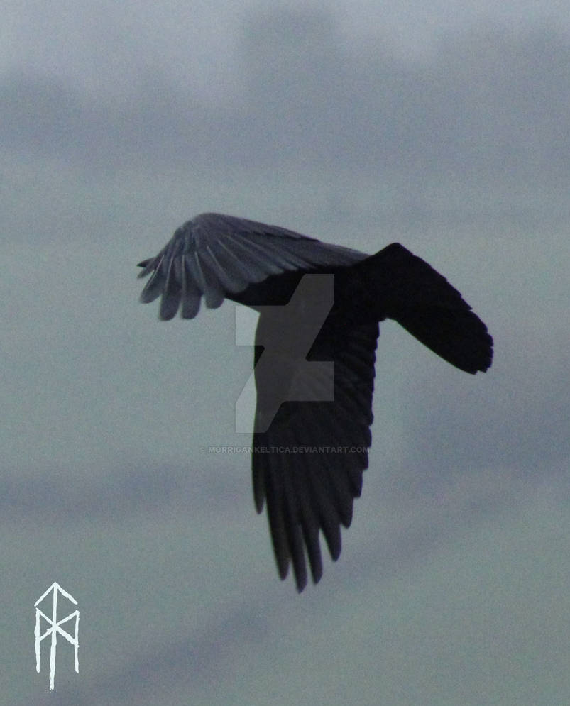 rook in flight by MorriganKeltica on DeviantArt