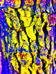 Tree bark