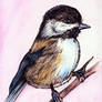 Chickadee