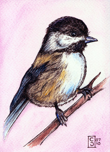 Chickadee