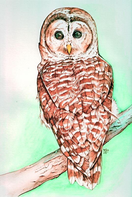 Barred Owl