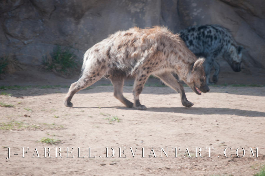 Spotted Hyena