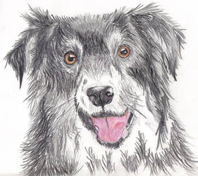 A Border Collie