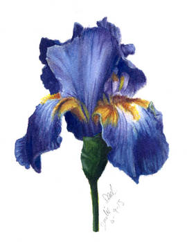 Blue Iris