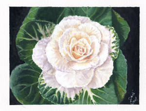 Flowering Cabbage