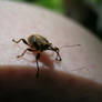 Curious Little Weevil