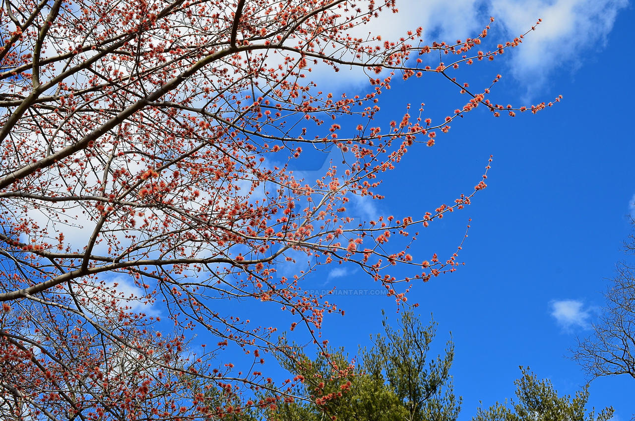 Almost Spring Graphics almost spring! by Tironamegropa on DeviantArt