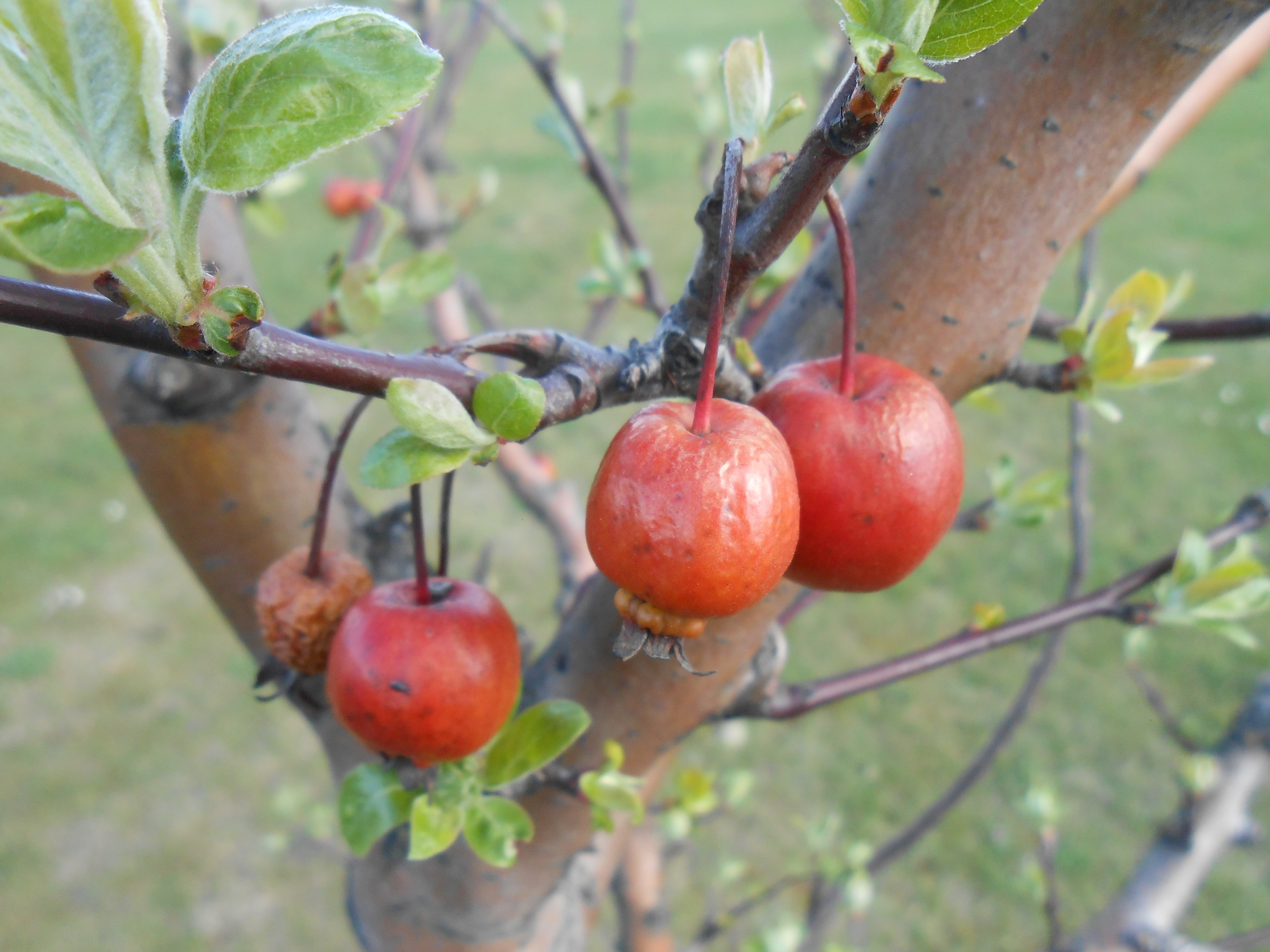 Red Berry