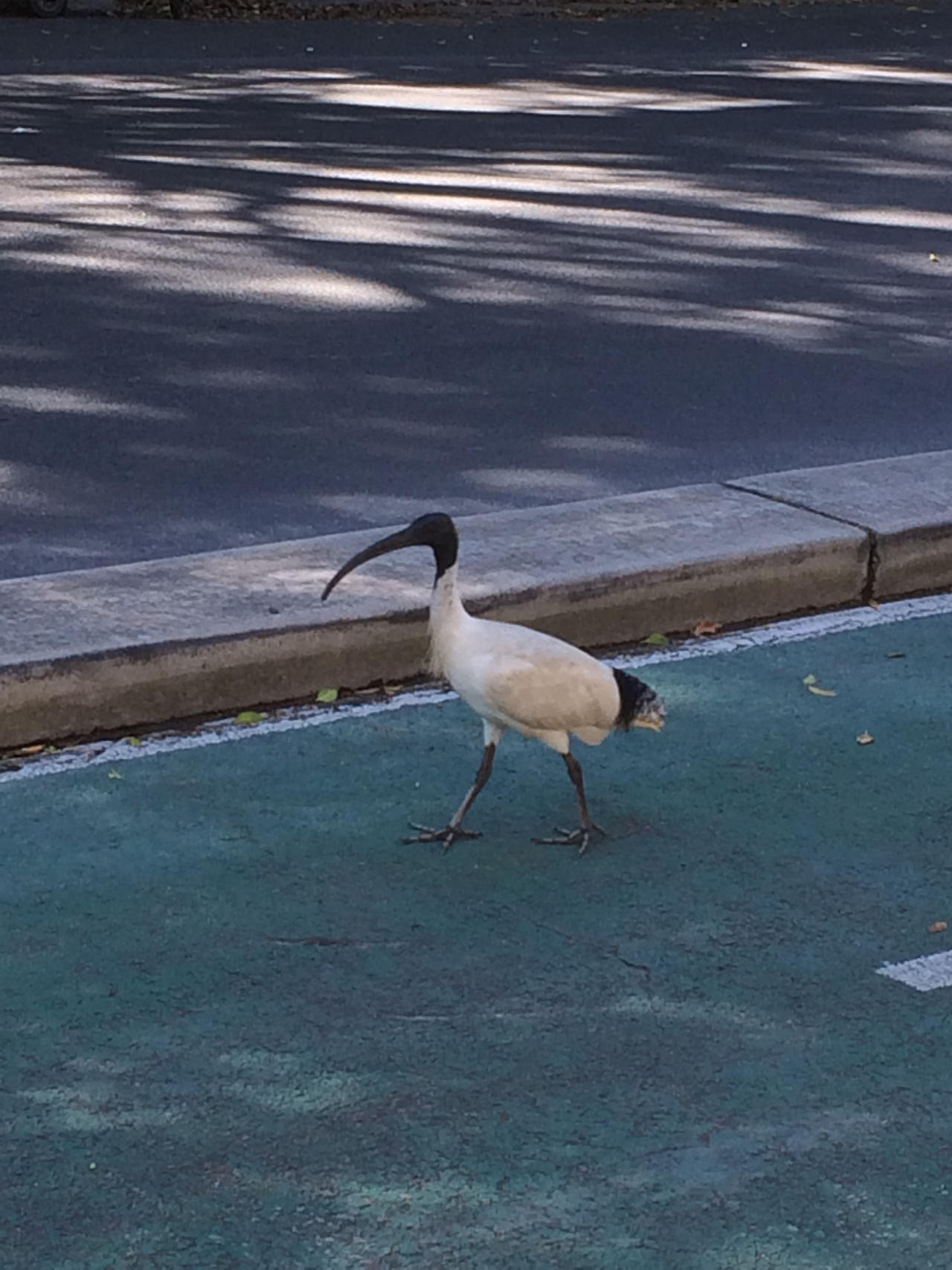 Struttin Down the Street