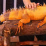 Spa for Reptiles