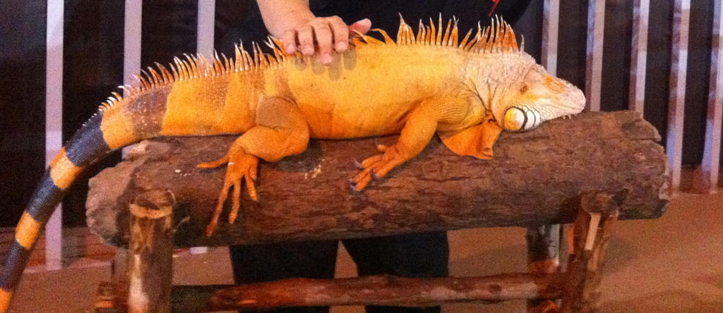 Spa for Reptiles