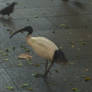 Struttin My Stuff