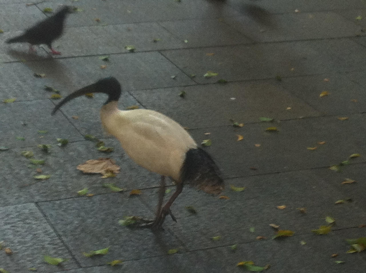 Struttin My Stuff