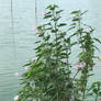 Pink flowers