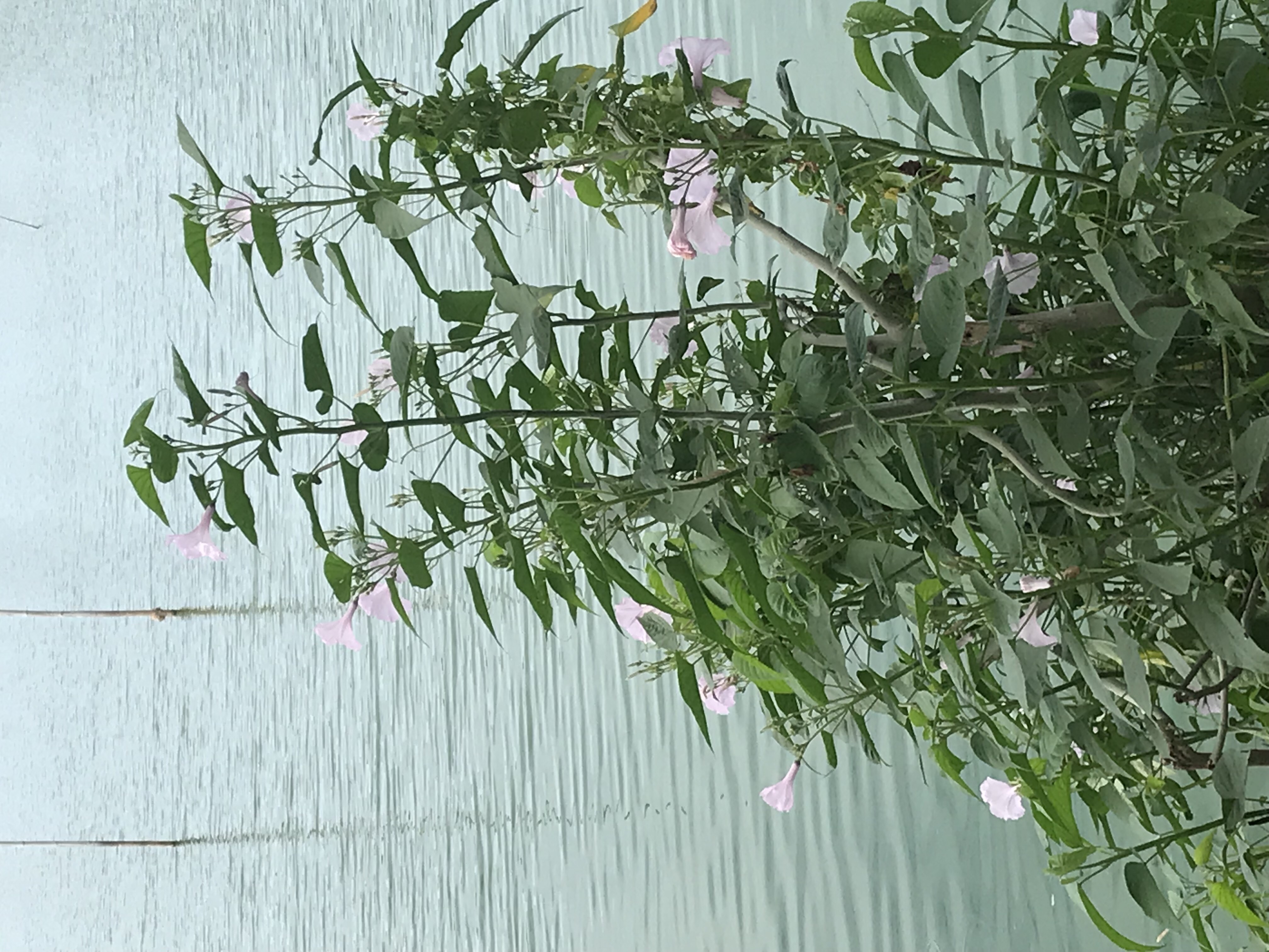 Pink flowers