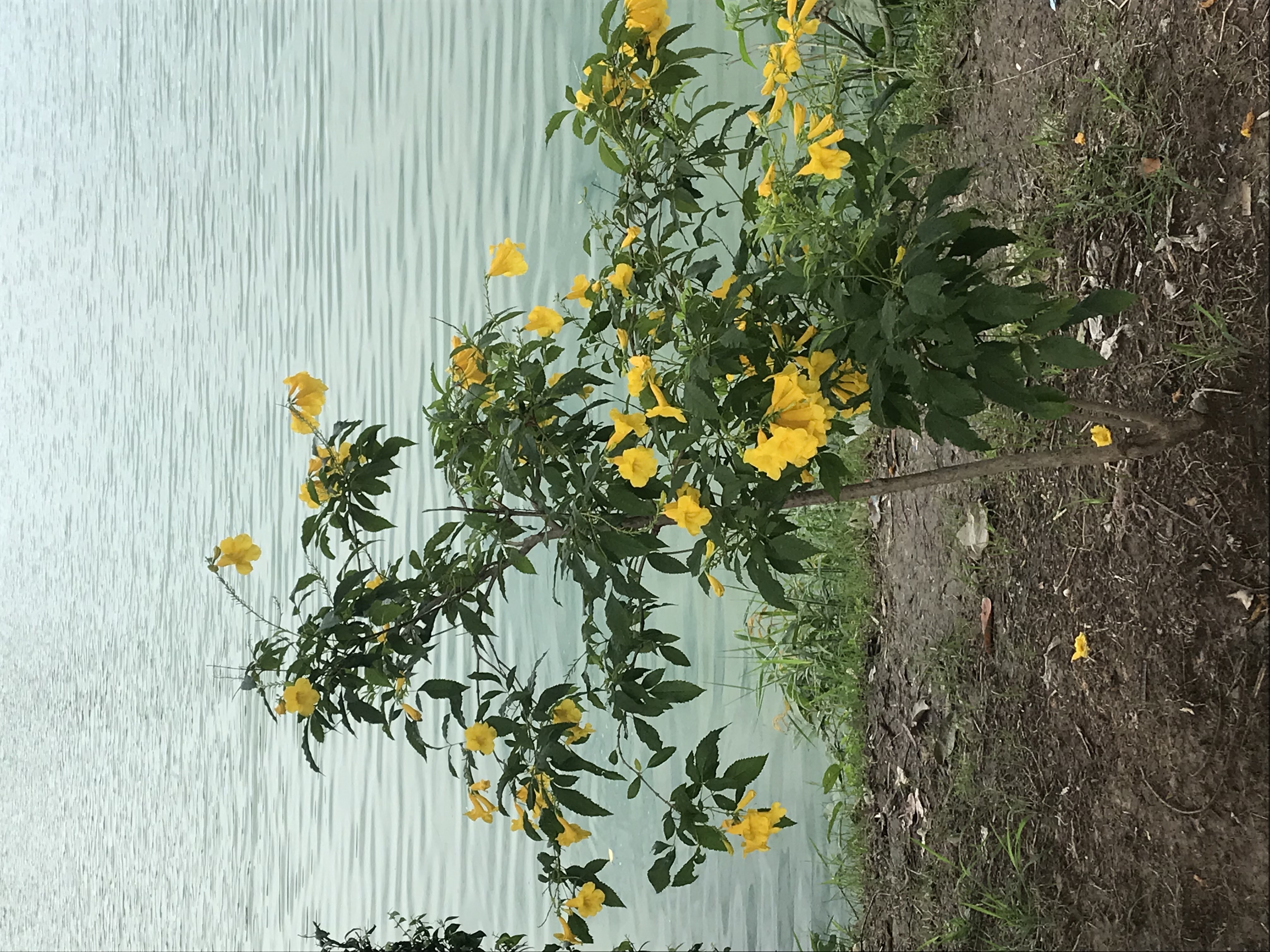 Another bush of flowers