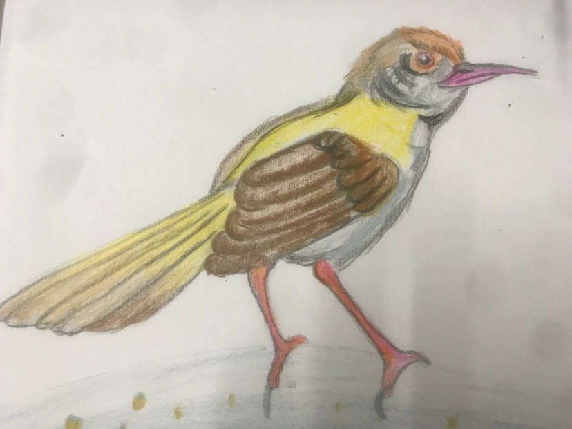 Tailorbird (re-post from my deleted account)