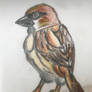 Sparrow (re-post from my deleted account)