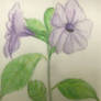 Morning Glories (re-post from my deleted account)