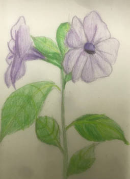 Morning Glories (re-post from my deleted account)
