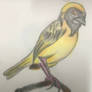 Weaverbird (re-post from my deleted account)