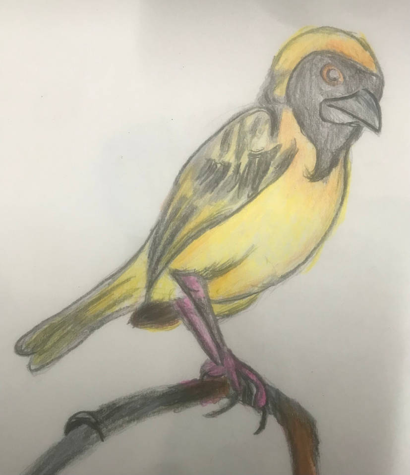 Weaverbird (re-post from my deleted account)