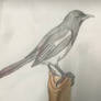 Oriental Magpie (re-post from my deleted account)