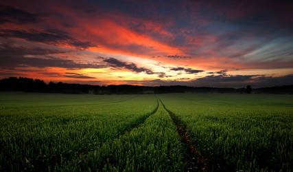 Field At Sunset by comsic