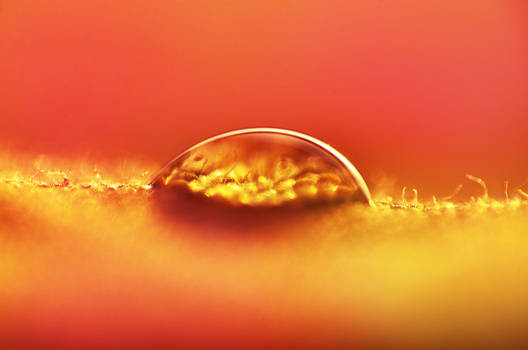 Golden Drop