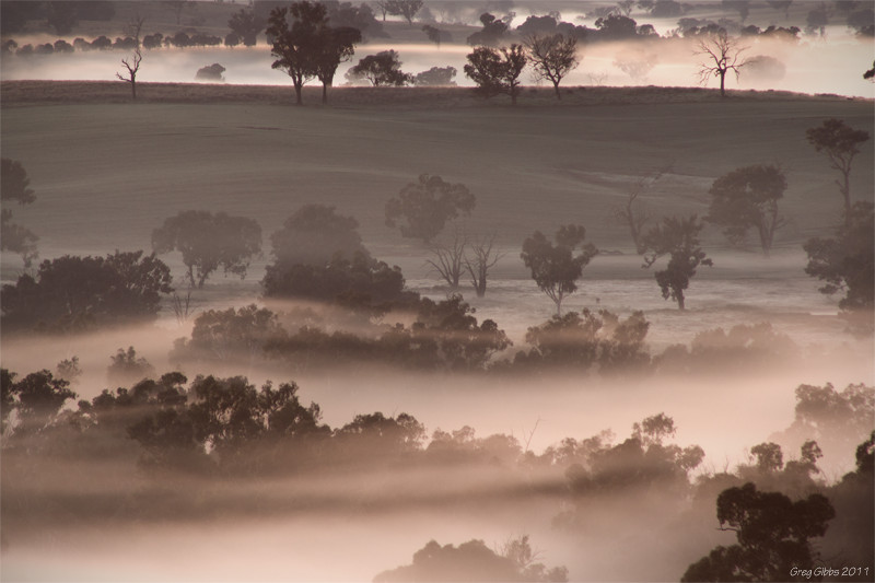 Foggy Morning